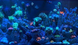 Meerwasseraquarium planen